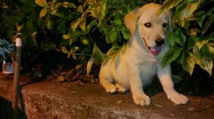 Labradores Dorados de Criadero Certifica