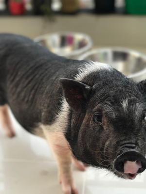 Mini Pig Buena Genetica