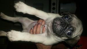 Perro Pug