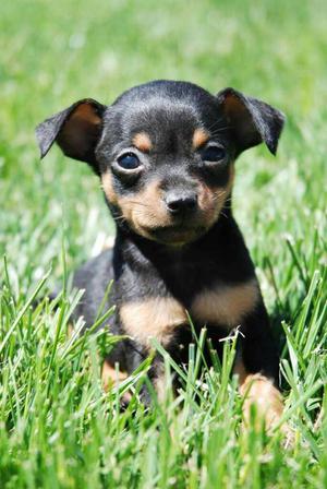 Pinscher Cachorros Negros en Venta