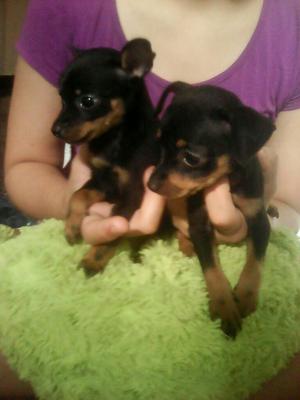 Pinscher Miniatura Super Bellos