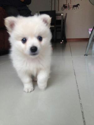 Pomeranias