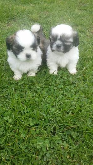 Preciosos Shihtzu Hembras Y Machos