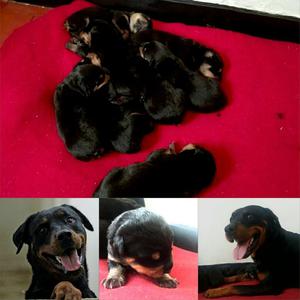 Rottweiler en Venta!!