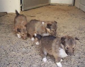 SHETLAND SHEEPDOG SHELTY CACHORROS