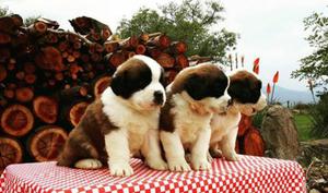 Sanbernardos Cachorros