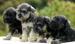 Schnauzer en Venta Y Mas Razas