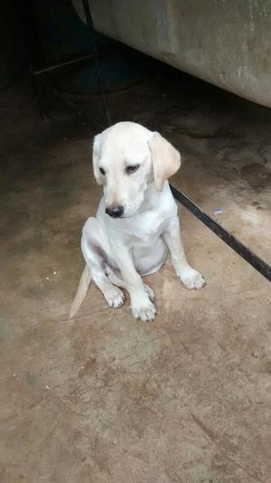 Se Vende Hermoso Cachorrito de Labrador