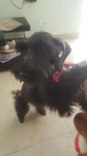 Se Vende Schnauzer