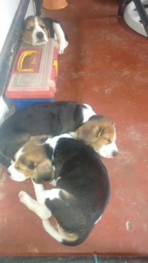 Se Venden Cachorros Beagle