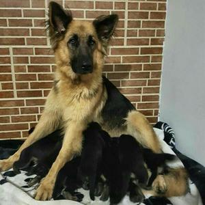 Se Venden Cachorros Pastor Aleman