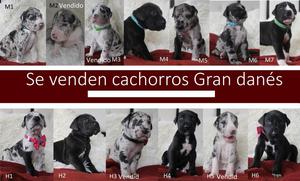 VENTA DE GRAN DANES