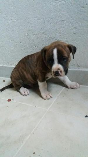 Vendo Cachorro Pitbull Excelente Genetic