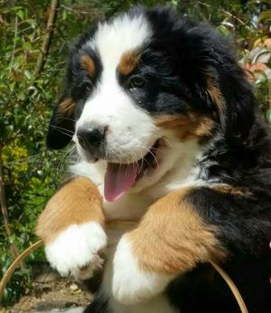 Vendo Cachorros Bernes de La Montaña