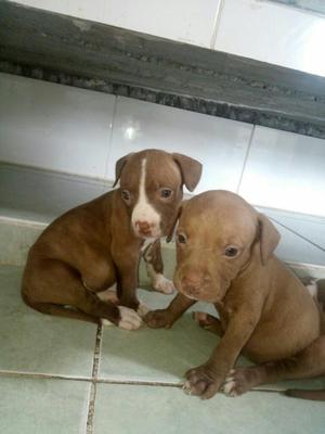 Vendo Cachorros Pitbull Stanford