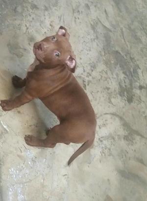 Vendo Hermosa Cachorro de Pit Bull