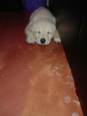 Vendo Hermosa Golde Retriever Hembra