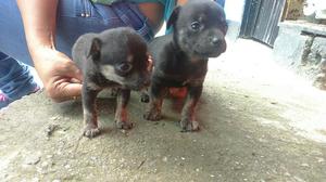 Vendo Picher Chihuahua