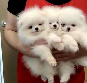 Vendo Pomeranias