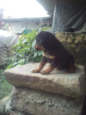 Venta de Cachorros Rottweiler