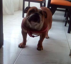 cachorros bulldog ingles