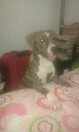 en Adopcion Perro Pitbull