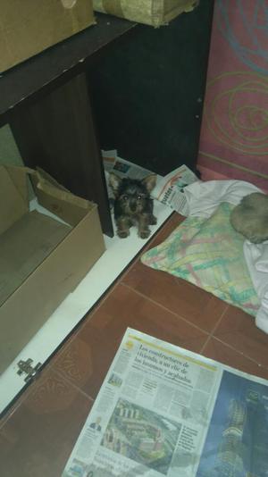 en Venta Yorky