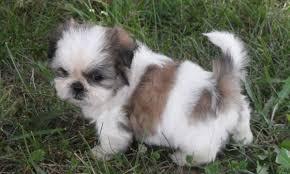 hermosa ultima shih tzu garantiada a la venta