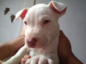 se vende pitbull