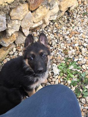 se venden cachorros pastor aleman