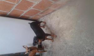 se venden cachorros pinchers cabrito