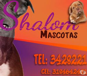 *Mascotas shalom vende cachorros Pomerania Lulu con garantia