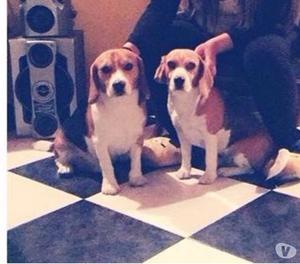 Adopción de beagle