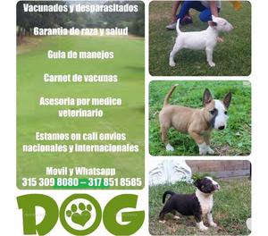 Cachorros bullterrier en venta garantizados