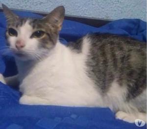Adoptame
