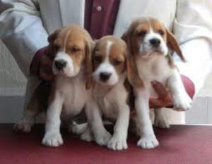 Adorables Beagle Mini Cachorros