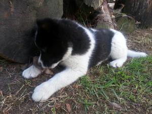 American Akita Siberian Husky Mix