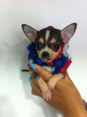 Arlequin Chihuahua Macho!! For Sale