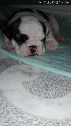 Bulldog Ingles