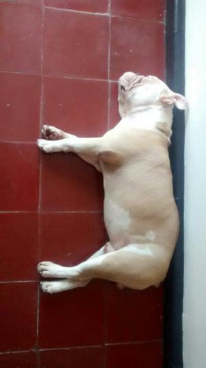 Bulldog Ingles Busca Novia