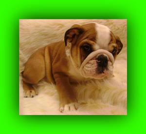 Bulldog Ingles Cachorros de Venta