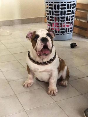 Bulldog ingles 3 meses
