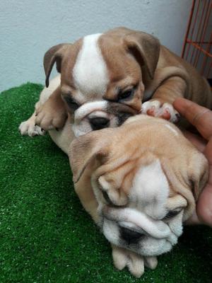 CACHORROS DE RAZA BULLDOG INGLES FINOS ARRUGADITOS MACHOS Y