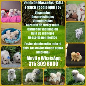 CACHORROS FRENCH POODLE MINI TOY FINOS