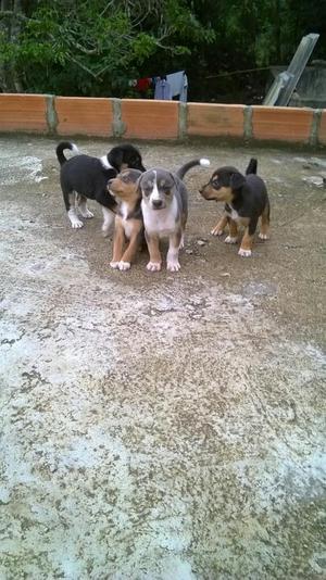 Cachorros Labrador Enrasado con Criollo