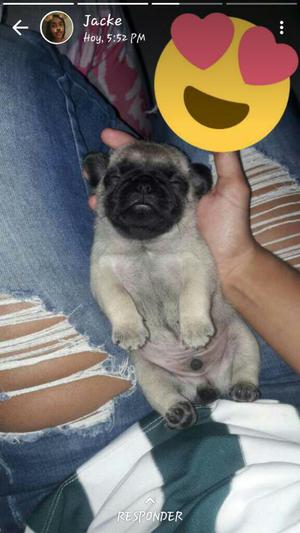 Cachorros Pug