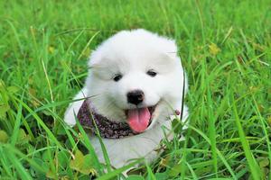 Cachorros Samoyedo