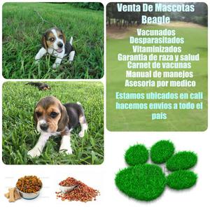 Cachorros beagle tricolor en venta