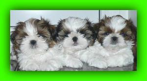 Cariñosos Shih Tzu de Venta