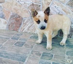 Criadero cachorros Medellin, la mejor calidad DOGS CAN